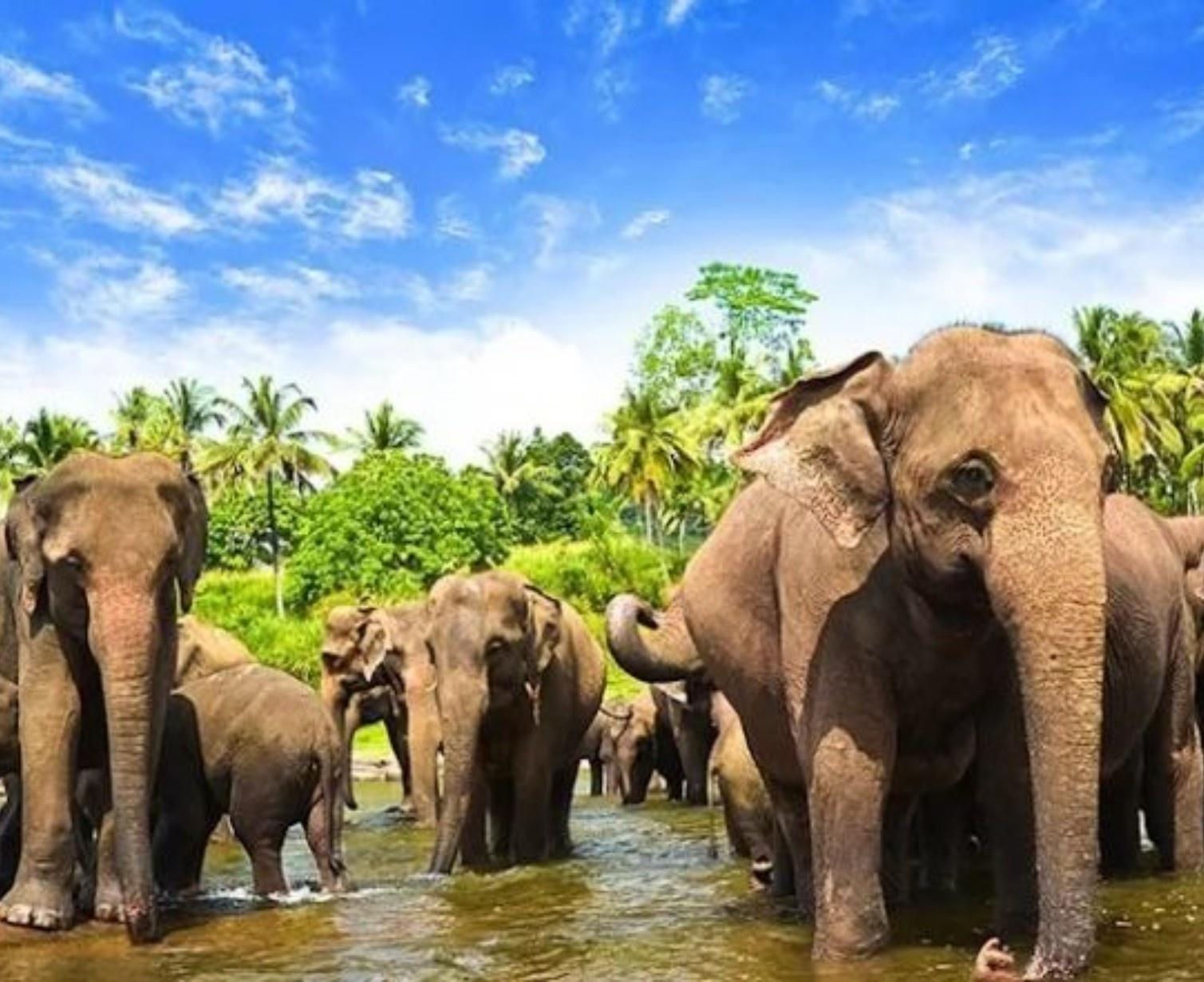 Download Trip Banner