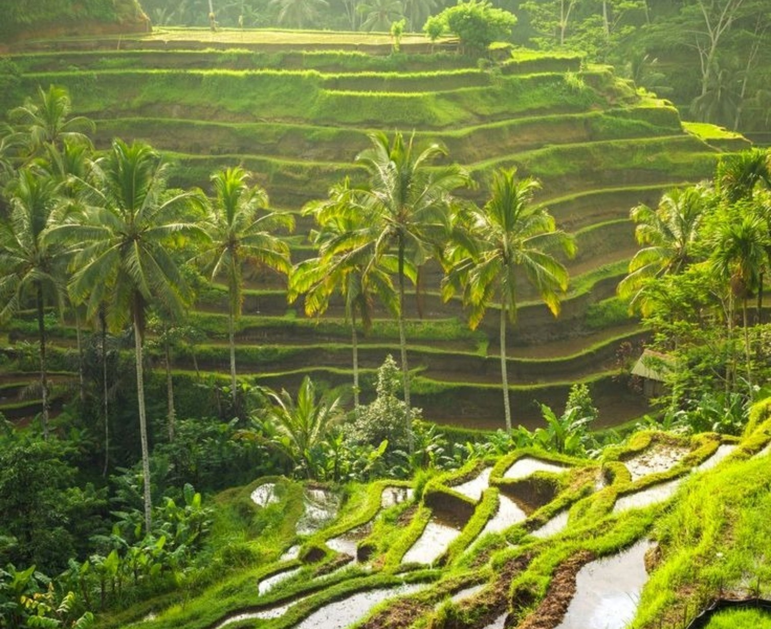 Download Trip Banner