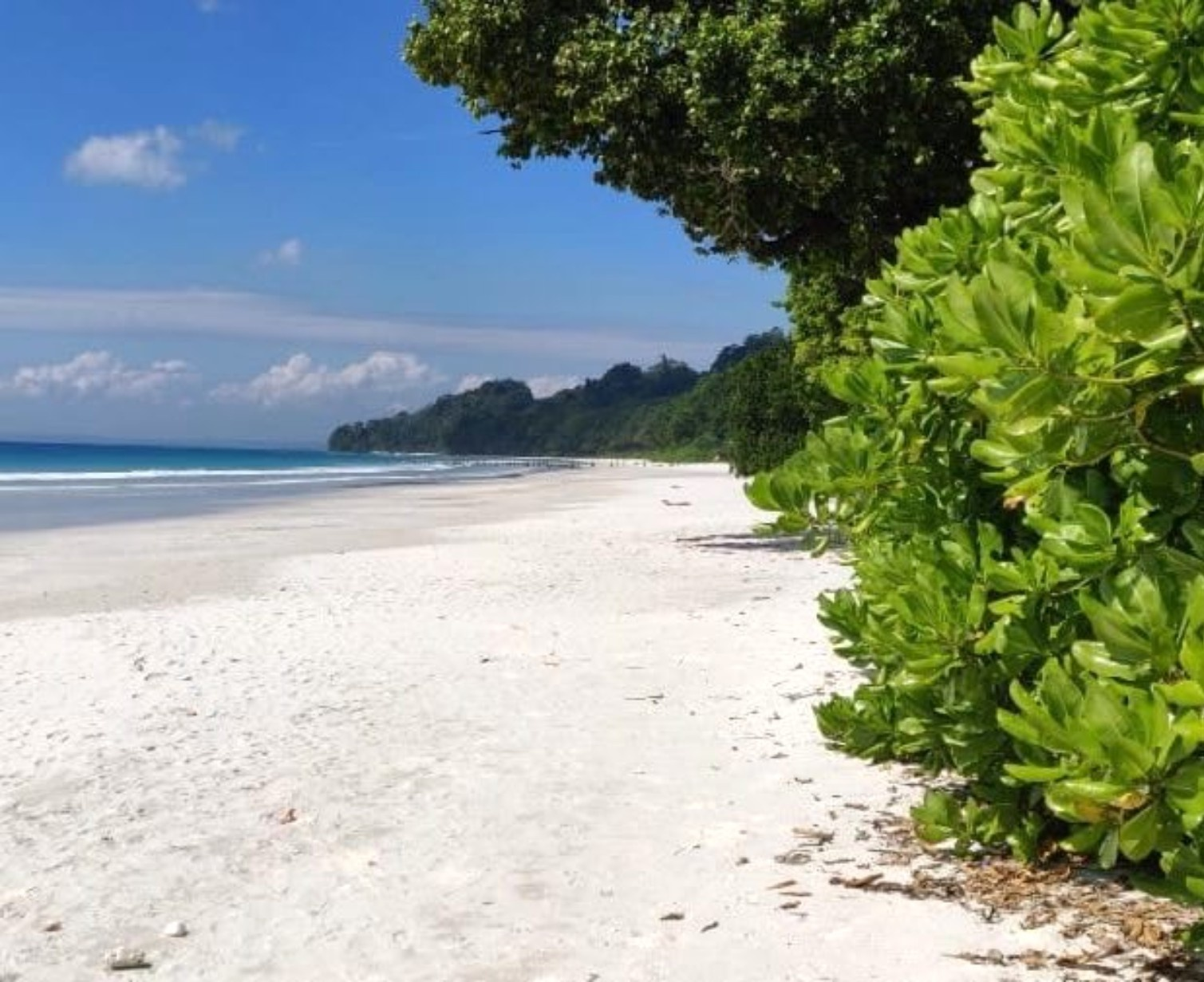 Download Trip Banner