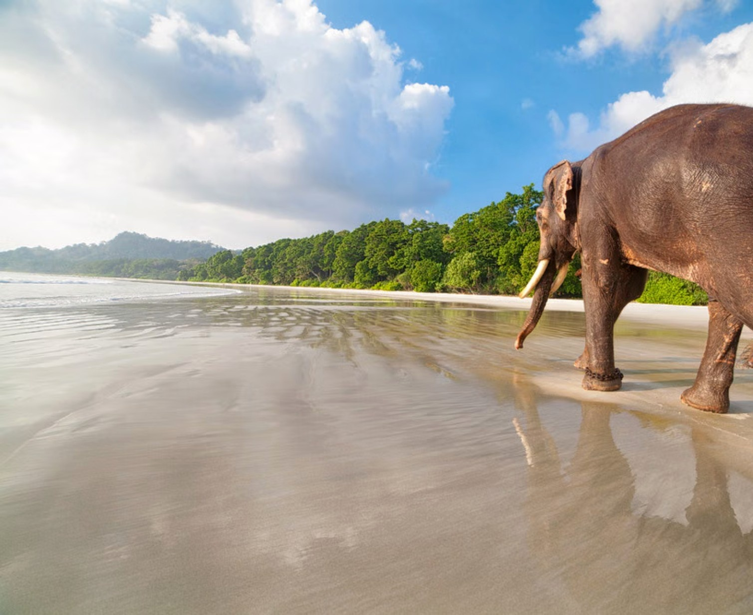 Download Trip Banner