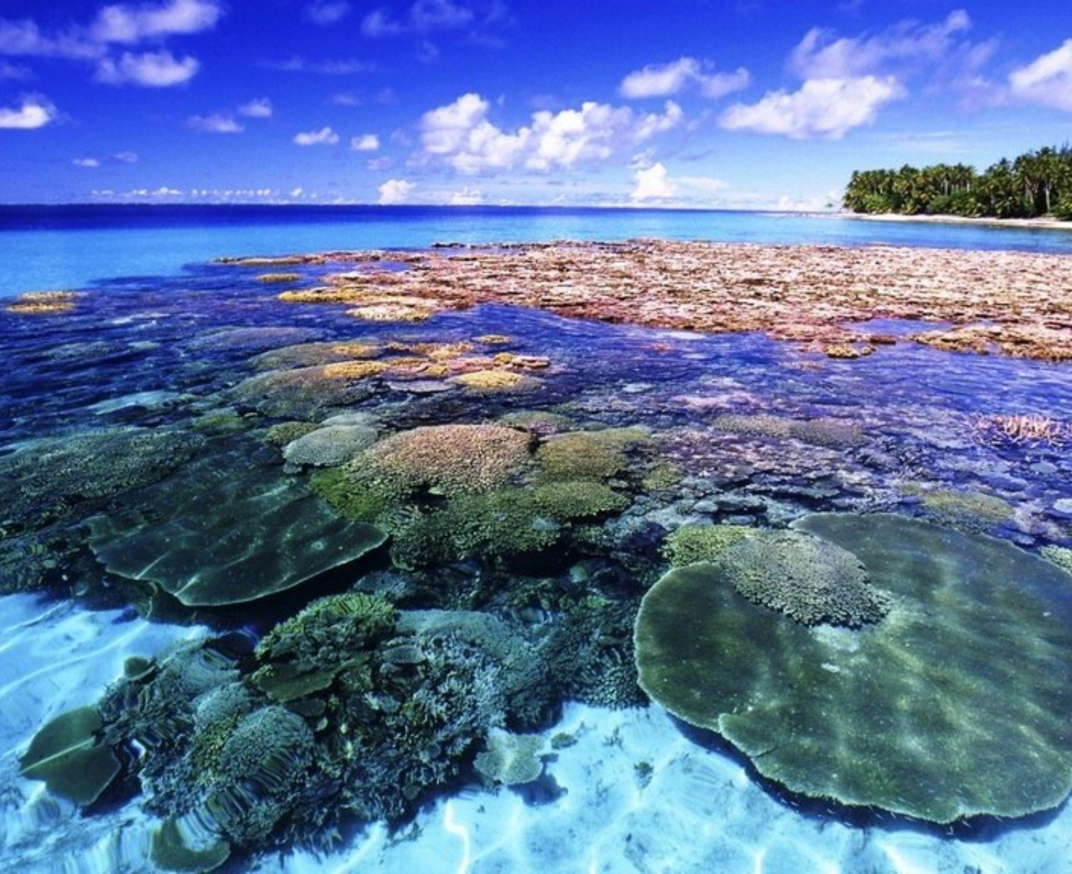 Download Trip Banner