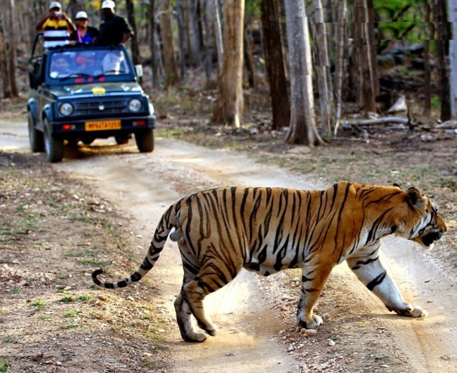 Jeep Safari 