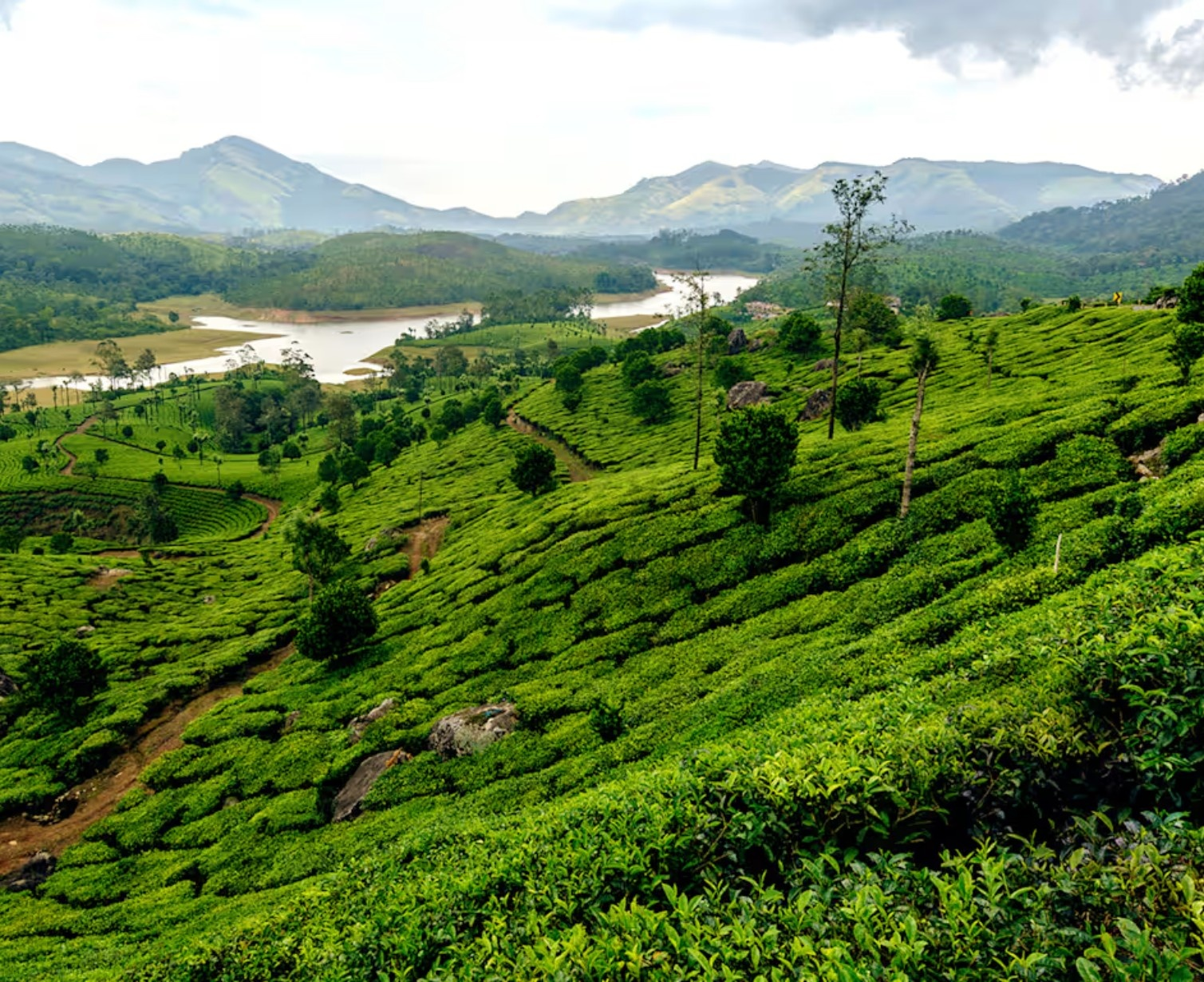 Spice Plantations