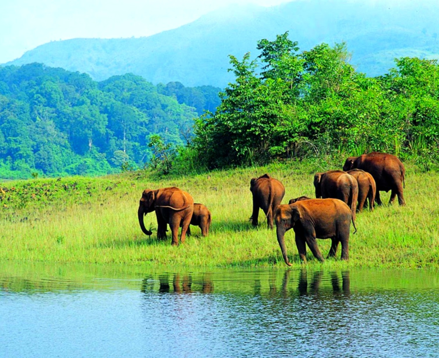 Thekkady Periyar Wildlife Sanctuary sightseeing tour 