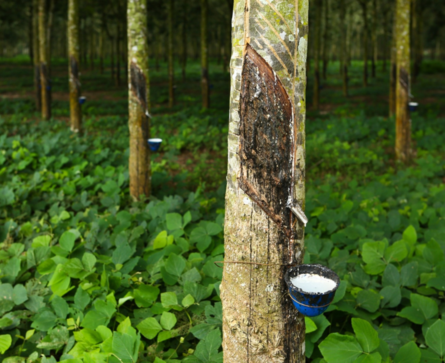Rubber plantations
