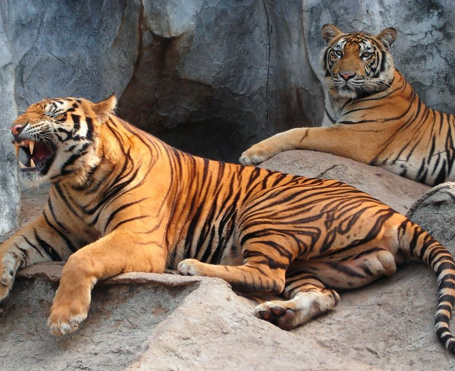 Download Trip Banner