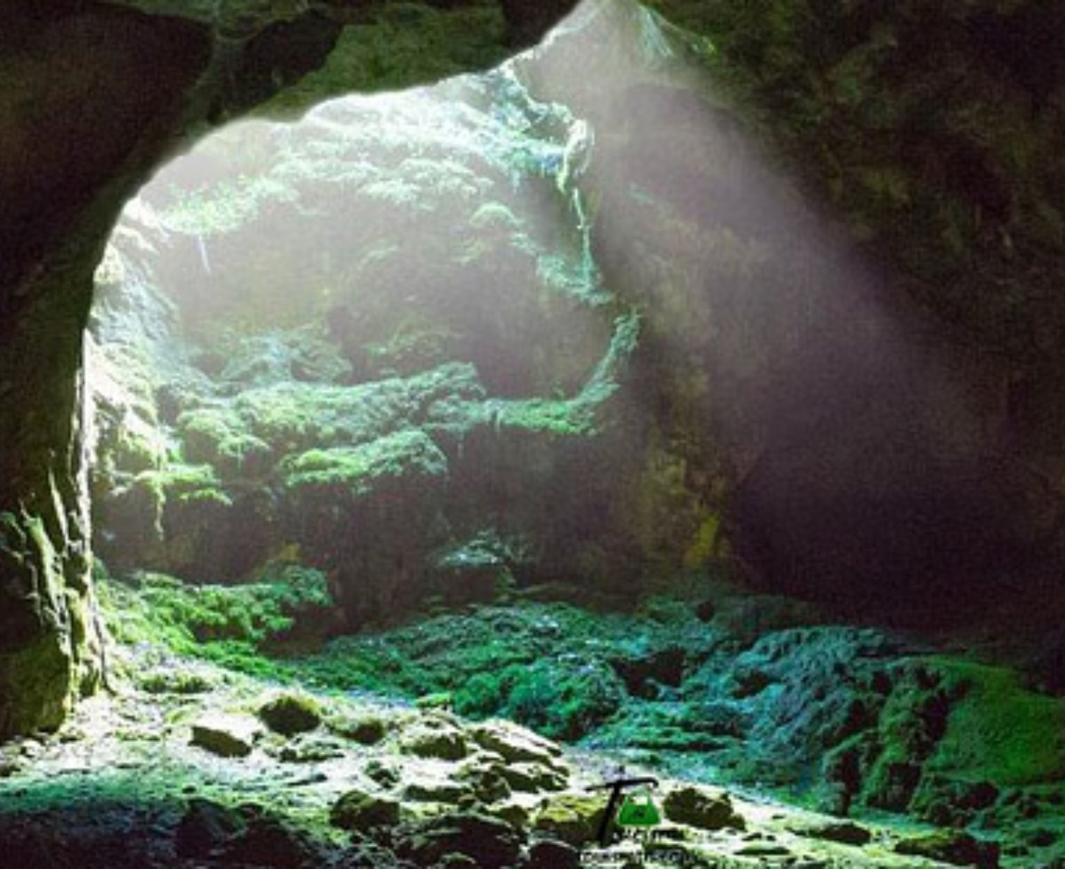 Download Trip Banner